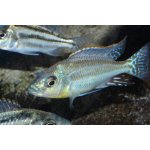 Cheilochromis